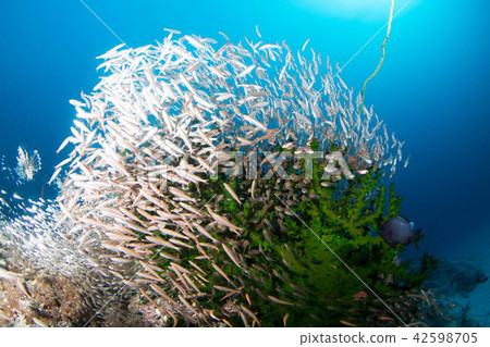 Underwater landscape Underwater landscape 42598705