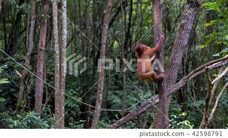 野生兒童orang utan 野生兒童orang utan 42598791
