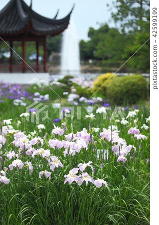 Iris iris in Suigetsu park Iris iris in Suigetsu park 42599199