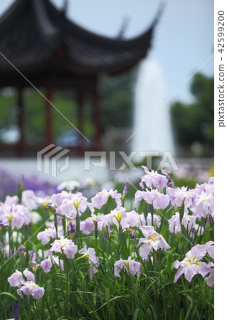 虹膜虹膜在Suigetsu公園 虹膜虹膜在Suigetsu公園 42599200