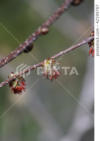 Bunsakura Fusasakura It stands out in the early spring mountains. 42599787
