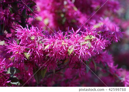 Safflower Tokiwa Flowering Flower language is "fairy" 42599788