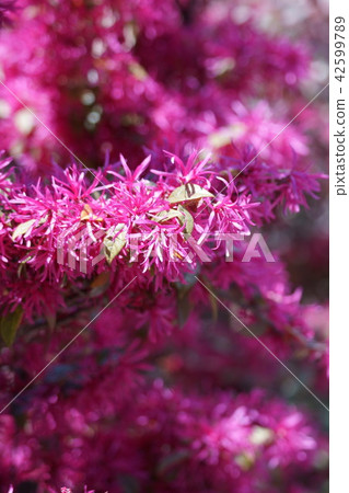 紅花常盤満作 花言葉は おまじない 스톡사진