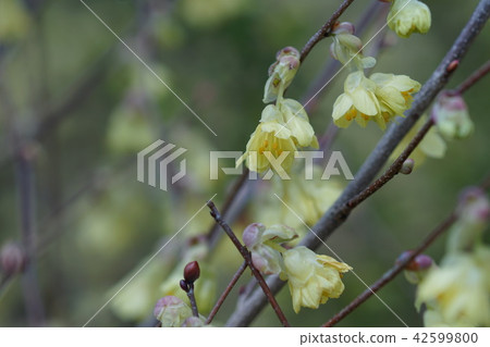 Hinaki Mizuki Hyuga mizuki Hanawa language is "compassionate" 42599800