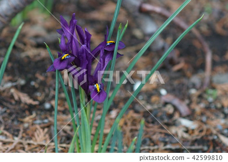 Mini Iris Reticulata Flower語言是“愛的訊息” 42599810
