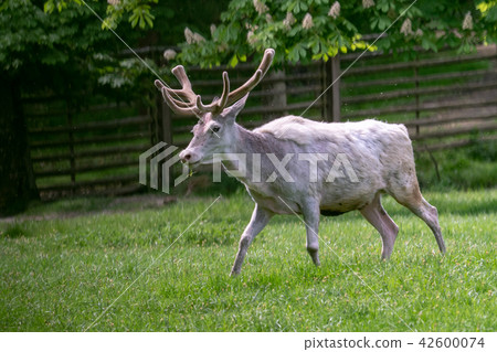 Rare albino fallow deer (Dama dama). 42600074