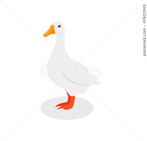 White domestic goose, poultry farming vector Illustration on a white background White domestic goose, poultry farming vector Illustration on a white background 42601049