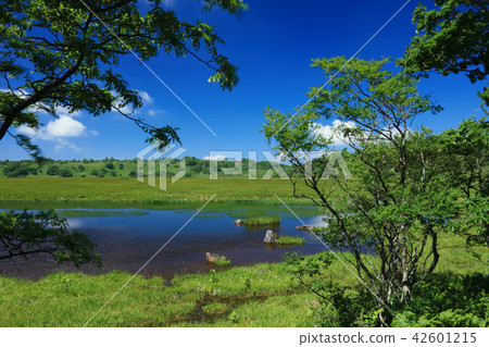 Yashima Mogara的夏天 42601215