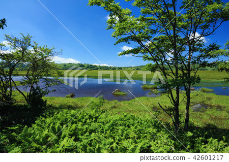 Yashima Mogara的夏天 Yashima Mogara的夏天 42601217