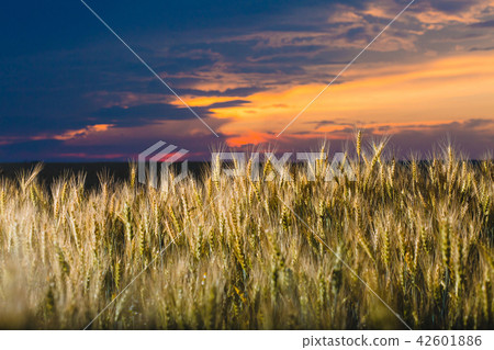 Field of rye and cloudy sky at sunset 42601886