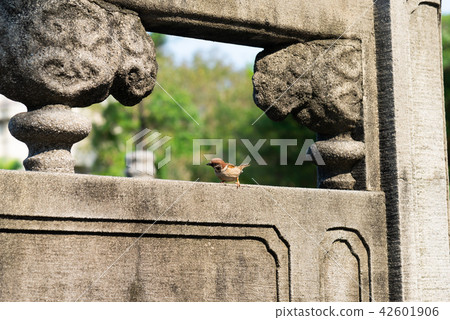 二二八公園裡的麻雀 台湾台北二二八公園の雀 Sparrows In 228 Park Taiwan 二二八公園裡的麻雀 台湾台北二二八公園の雀 Sparrows In 228 Park Taiwan 42601906