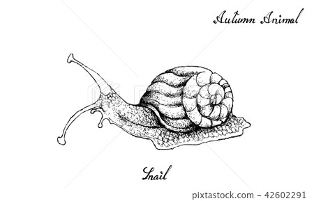 Hand Drawn of Autumn Snail White Background 42602291