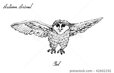 Hand Drawn of Autumn Owl on White Background Hand Drawn of Autumn Owl on White Background 42602292