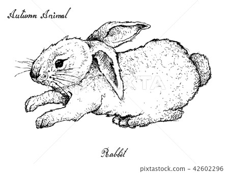 Hand Drawn of Autumn Bunny Rabbit 42602296
