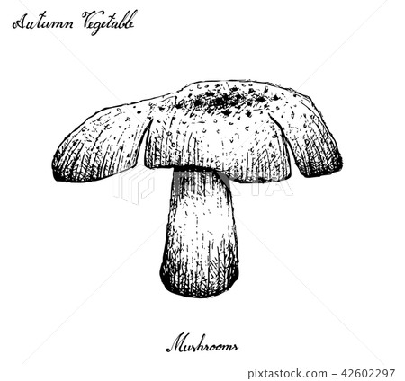 Hand Drawn of Autumn Mushrooms on White Background 42602297