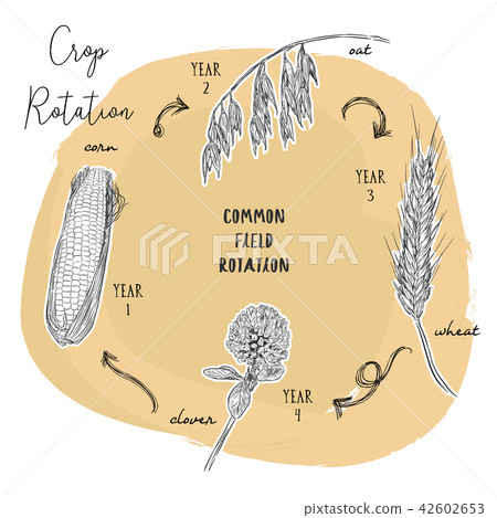 Hand draw sketch vector crop rotation series. 42602653