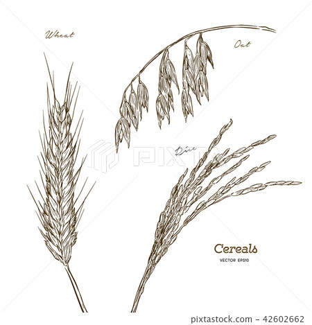 Cereals set. Hand drawn illustration wheat, oats,  42602662
