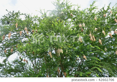 weaver or rice bird nest on big tree in garden weaver or rice bird nest on big tree in garden 42602706