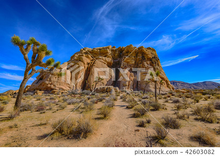 HDR image of the rock formations of Joshua Tree National Park, USA 42603082