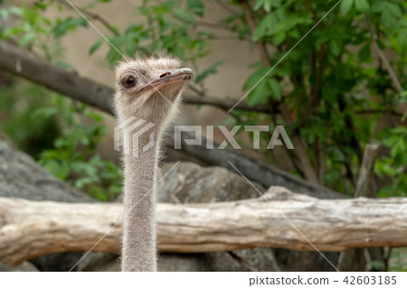 Close up view of an ostrich bird head. Portrait of Close up view of an ostrich bird head. Portrait of 42603185