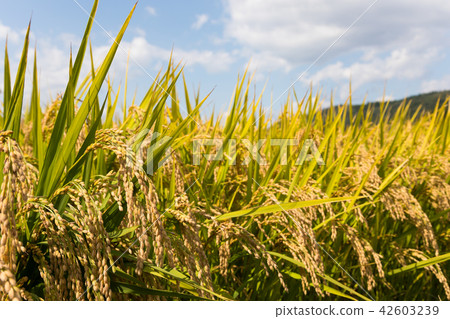 Rice field Blue sky Cloud 42603239
