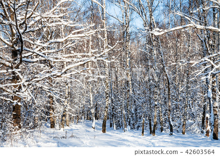 snow-covered woods in forest in sunny winter day 42603564