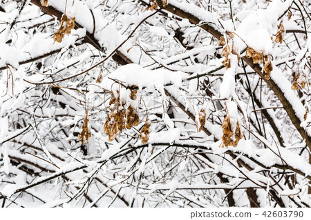 frozen maple seeds on branches in snowy forest frozen maple seeds on branches in snowy forest 42603790