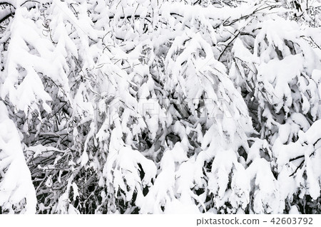 snow-covered cherry tree in snowfall in orchard snow-covered cherry tree in snowfall in orchard 42603792