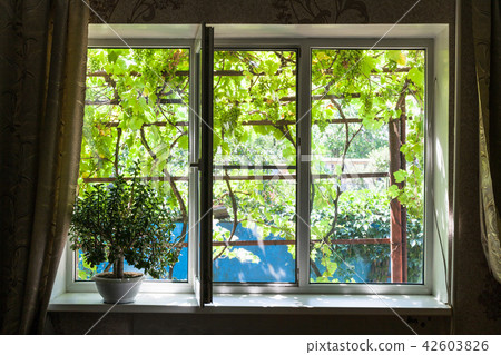 window in country house with houseplant 42603826