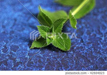 mint leaves on a blue background mint leaves on a blue background 42604023