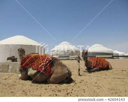 Ayaz Yurta camp camel 42604143