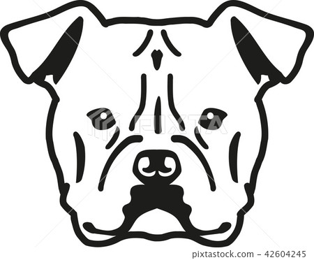 American Bulldog head 42604245