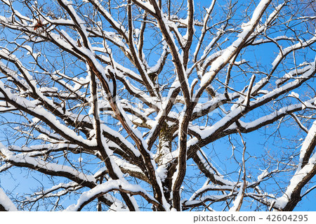 bottom view of snow-covered top of oak tree bottom view of snow-covered top of oak tree 42604295