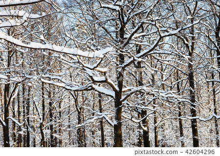 intertwined oak branches in forest in winter intertwined oak branches in forest in winter 42604296