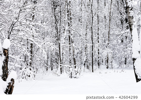 snowy forest in overcast winter day snowy forest in overcast winter day 42604299
