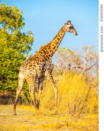Giraffe in natural habitat Giraffe in natural habitat 42604394
