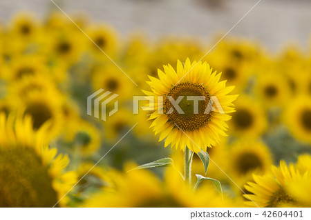 Yanagawa City sunflower field, Yanagawa City sunflower field, 42604401