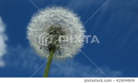 dandelion dandelion 42604604