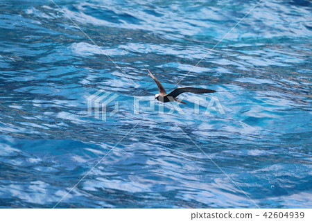 Flight of Crocus pear Flight of Crocus pear 42604939