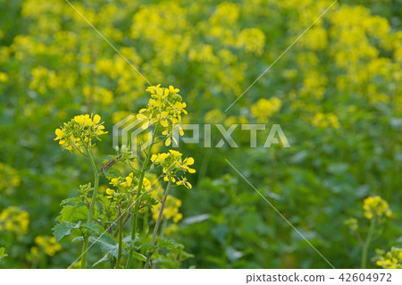 Nanohana領域 42604972