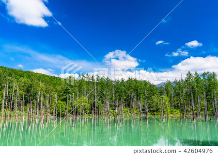 "Hokkaido" Blue pond · Summer Biei "Hokkaido" Blue pond · Summer Biei 42604976
