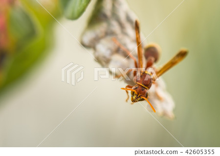 A hornet standing on it's nest 42605355