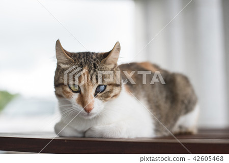 single young cat single young cat 42605468