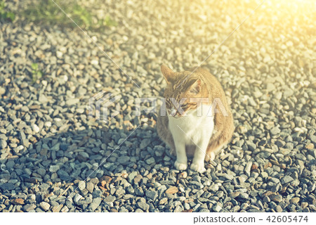 fat tabby cat fat tabby cat 42605474
