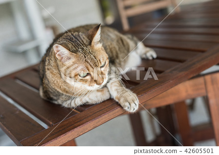 tabby cat sit tabby cat sit 42605501