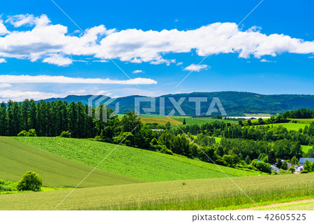 "Hokkaido" Biei · rural landscape Patchwork path 42605525