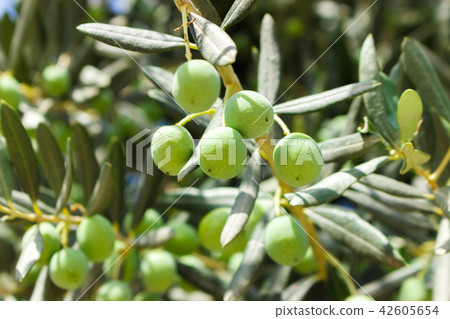small young green olives on tree in sunny day small young green olives on tree in sunny day 42605654
