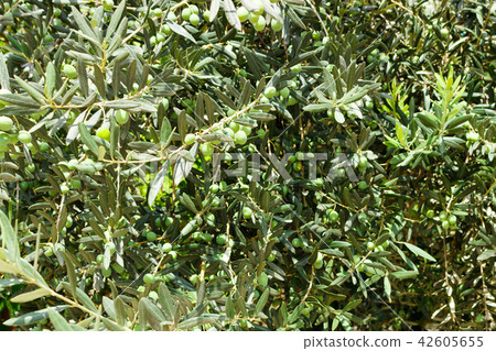 The branches of the olive tree with fruit The branches of the olive tree with fruit 42605655