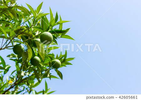Green young Lemon leaf on blue sky background Green young Lemon leaf on blue sky background 42605661