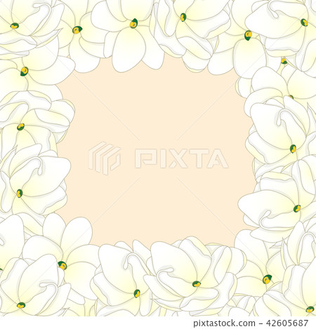 Arabian Jasmine Border Arabian Jasmine Border 42605687